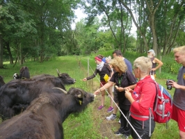 Albtour 2016 Yak-Herde auf dem Göllesberg