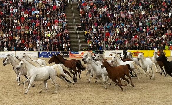 Hengstparade in Marbach